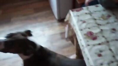 Dog sex: attila zoo porn