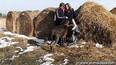Zoo sex porno: animal hayvanlı porno