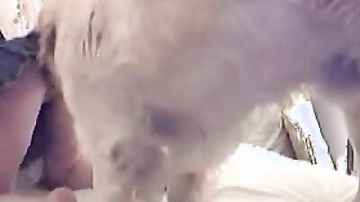 Girl dog video: zoo bestiality homemade
