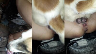 Bestiality sex: free zoo porno video