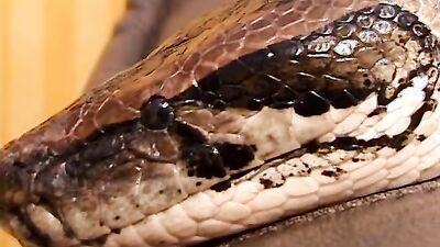 Zoo porno video: dog sex zoo 2026