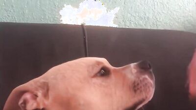 Girls s dogs: animal sex movie
