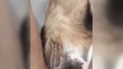 Zoo dog porn: zoo porn animation