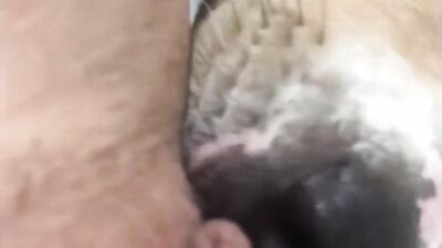 Zoo dog porn: zoo porn animation