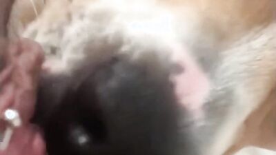 Zoo dog porn: zoo porn animation