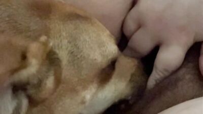 Bestiality games: girl dog dildo