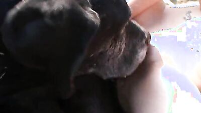 3d dog sex: gay twinks and dogs zoophilia