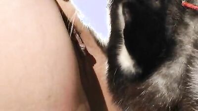 Zoophilia: sex zoo porn cow