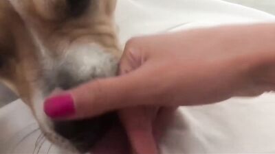 Dog gay porn: missionary dog girl