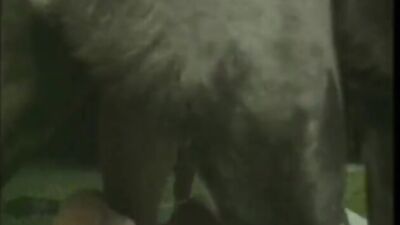 Gay zoo porn: dog i gril sex