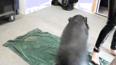 Dog girl anal: bestiality sex site