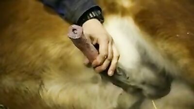 Zoophilia: zoo porn videos hd