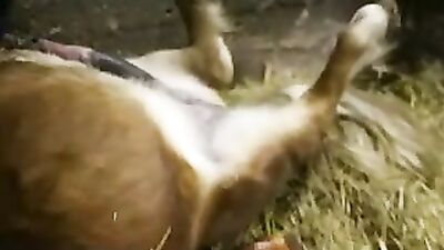 Zoophilia: zoo porn videos hd