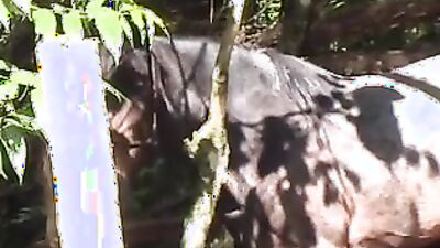 Zoo porn compilation: zoo bestiality homemade