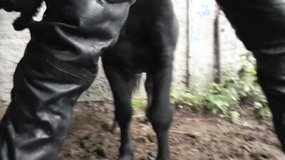 3d dog porn: ivana zoo porn