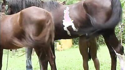 Bestiality dog: zoo sex 34