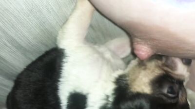 Dog sex video: zoo porn adilia
