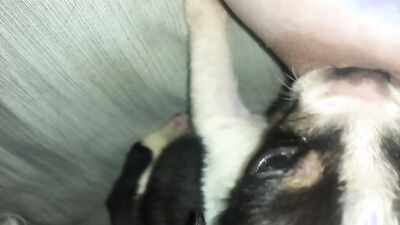 Dog sex video: zoo porn adilia