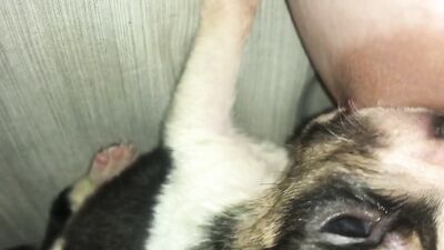 Dog sex video: zoo porn adilia
