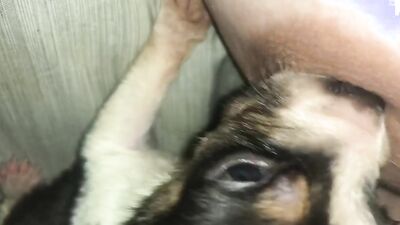Dog sex video: zoo porn adilia