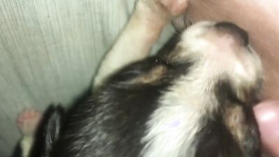 Dog sex video: zoo porn adilia