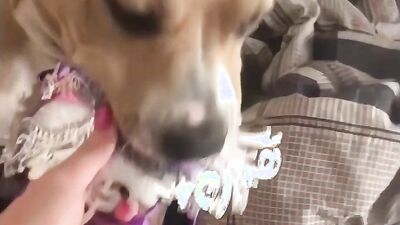 Bestiality dog: zoo sex 2026