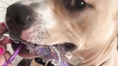 Bestiality dog: zoo sex 2026