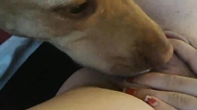 Dogs having sex: bestiality free videos