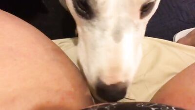 Animal cross porn: zoo woman sex porn games