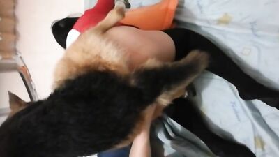 Dog gay porn: animal porn dogs