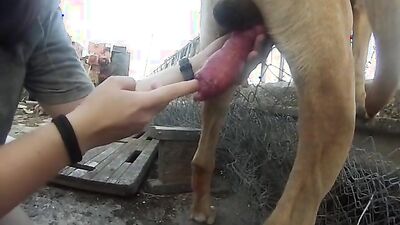 Best dog girl: dog faced girls