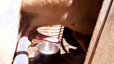 Animal porno: girl jerk off dog