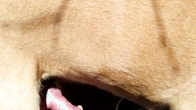 Animal porno: girl jerk off dog