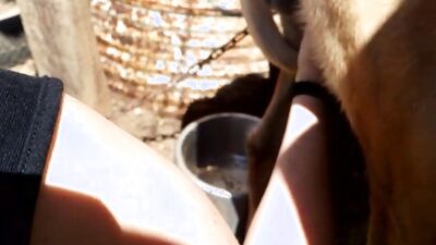 Animal porno: girl jerk off dog