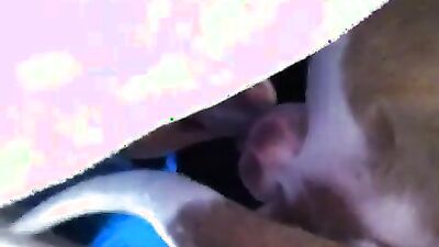 Bestiality xxx: veronica silesto dog sex video