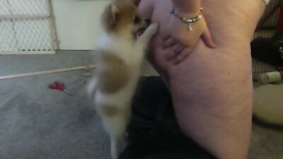Dog get girl: brazilian zoo porn
