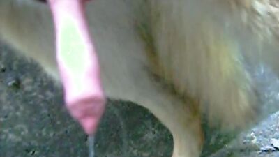 Dog pussy girls: amateur dog sex