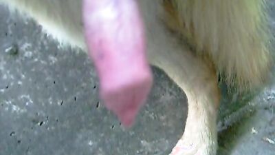 Dog pussy girls: amateur dog sex