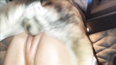 Animal dog sex: zoo porn free download