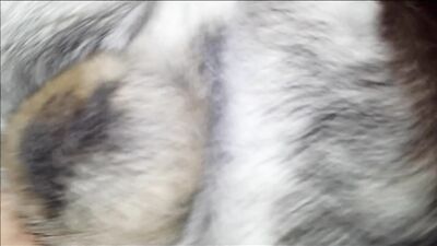 Animal dog sex: zoo porn free download