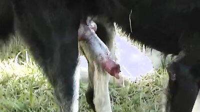 Teen zoo porn: porn zoo pet