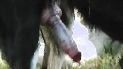 Teen zoo porn: porn zoo pet