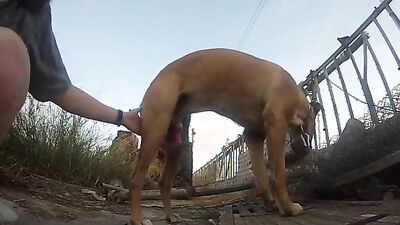 Women's dog sex: new girl and dog porno