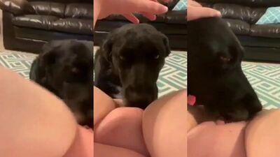 Bestiality xxx: men zoo video