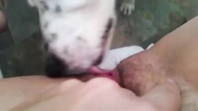 Sex animal's: live show animal sex