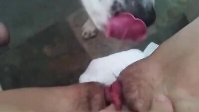 Sex animal's: live show animal sex