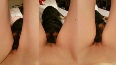 Dog porn video: animal sex live