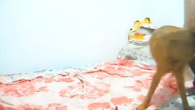 Bestiality porno: porno animation animal
