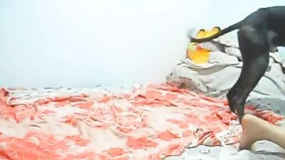 Bestiality porno: porno animation animal