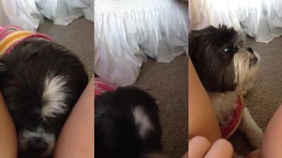 Dog teen girls: beastiality dog sex